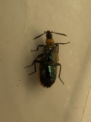 Prionocerus bicolor