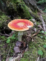 Amanita muscaria