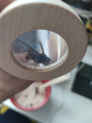 Vespa velutina