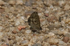 Leptotes rabefaner