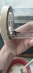 Vespa velutina