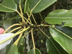 Daphniphyllum himalaense