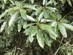 Daphniphyllum himalaense