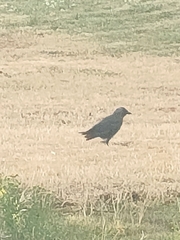 Corvus monedula
