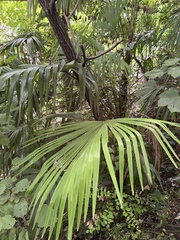 Trachycarpus fortunei