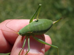 Isophya pyrenaea