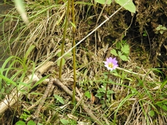 Gentiana rubicunda
