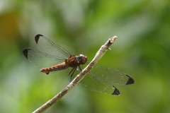 Thermorthemis madagascariensis