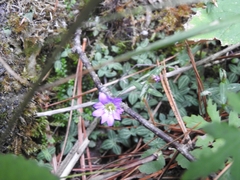 Gentiana rubicunda