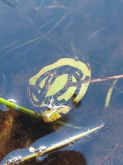 Polypedilum braseniae