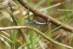 Acisoma attenboroughi