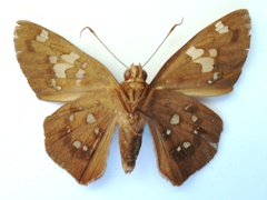 Dyscophellus porcius