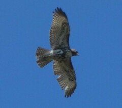 Buteo jamaicensis umbrinus