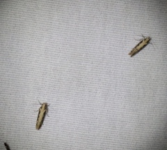 Ornativalva erubescens