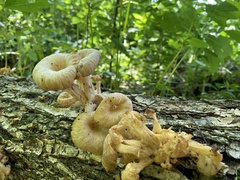 Pleurotus citrinopileatus