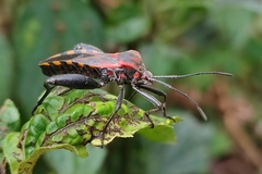Piezogaster rubropictus