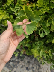 Ginkgo biloba