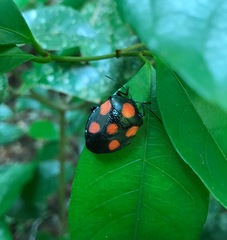 Brachystethus rubromaculatus