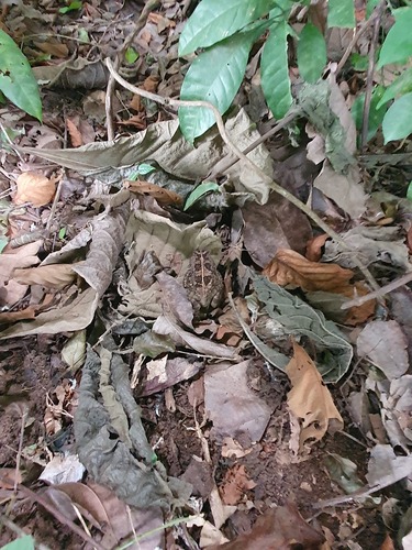 Egyptian Toad