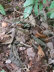 Sclerophrys regularis image
