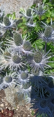 Eryngium alpinum