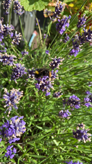 Bombus pratorum