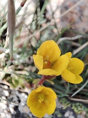 Saxifraga hirculus