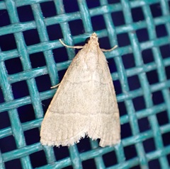 Hypsopygia nostralis