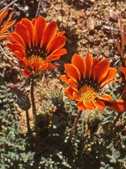 Gazania leiopoda