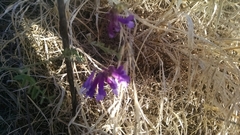 Vicia villosa