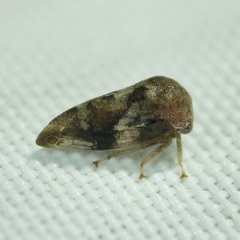 Cyrtolobus pallidifrontis