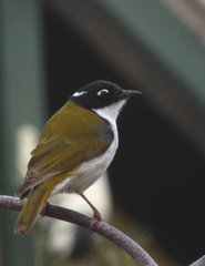Melithreptus chloropsis