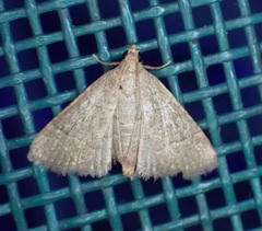 Hypsopygia nostralis
