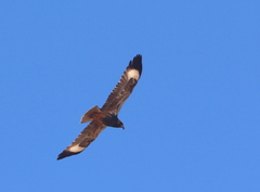 Hamirostra melanosternon