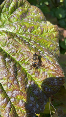 Eristalis tenax