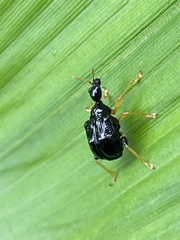 Phymatapoderus latipennis