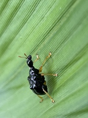 Phymatapoderus latipennis