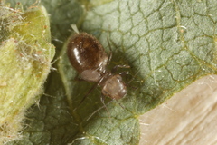 Lepinotus