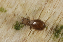 Lepinotus