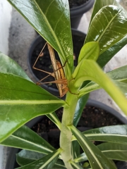 Conocephalus goianus