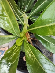 Conocephalus goianus