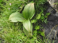 Veratrum nigrum
