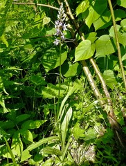 Dactylorhiza fuchsii