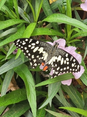 Papilio demoleus