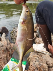Marcusenius senegalensis