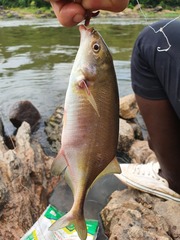 Marcusenius senegalensis