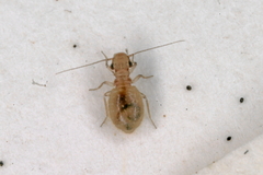 Lepinotus