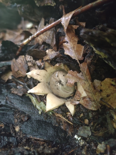 Geastrum