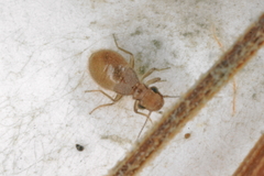 Lepinotus