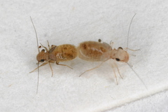 Lepinotus